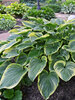 Hosta Victory