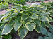 Hosta Victory