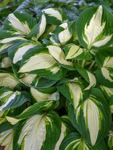 Hosta Vulcan | Bluestone Perennials