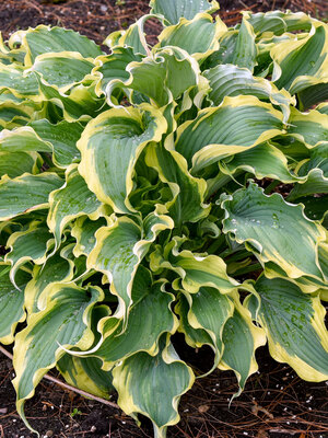 Hosta / Funkia  Bluestone Perennials