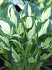 Hosta Whirlwind