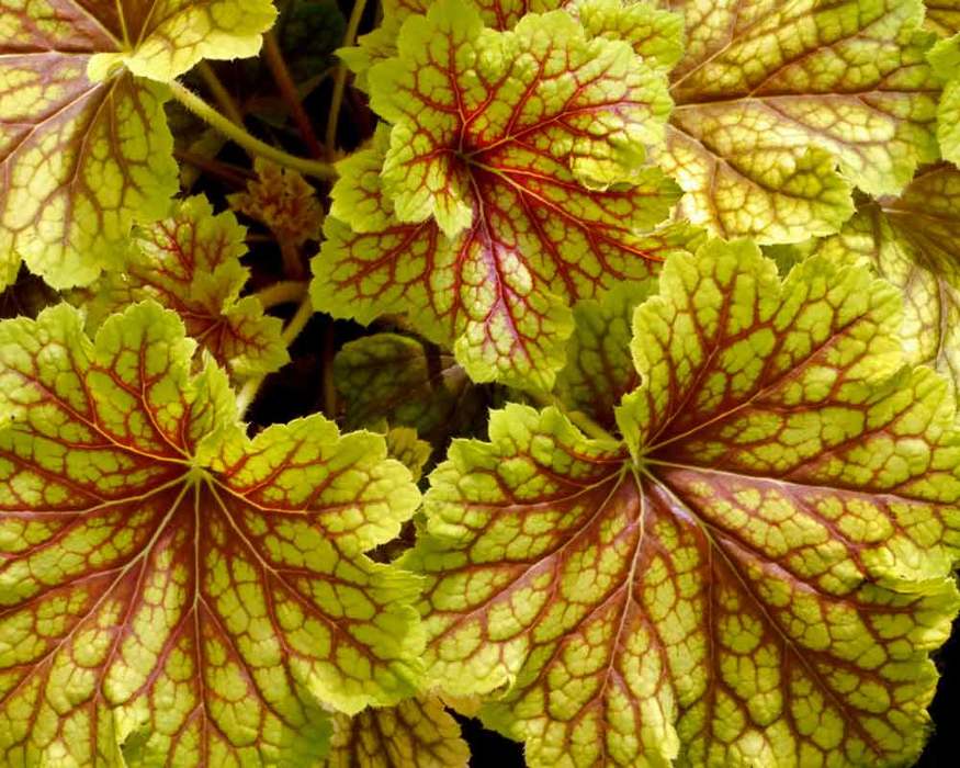 Heuchera Red Lightning -- Bluestone Perennials