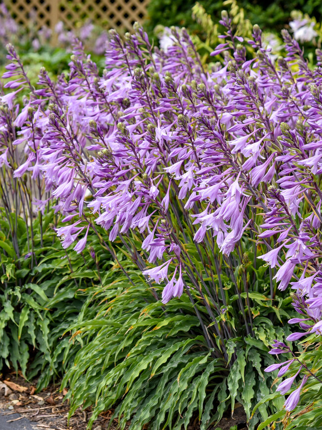 Hosta Silly String