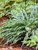 Hosta Silly String