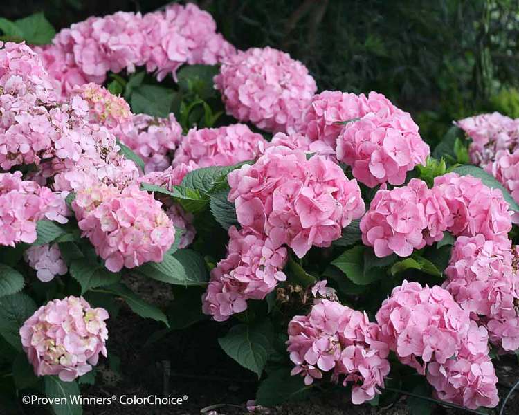 Product Viewer - HYDRANGEA LET'S DANCE BIG EASY*