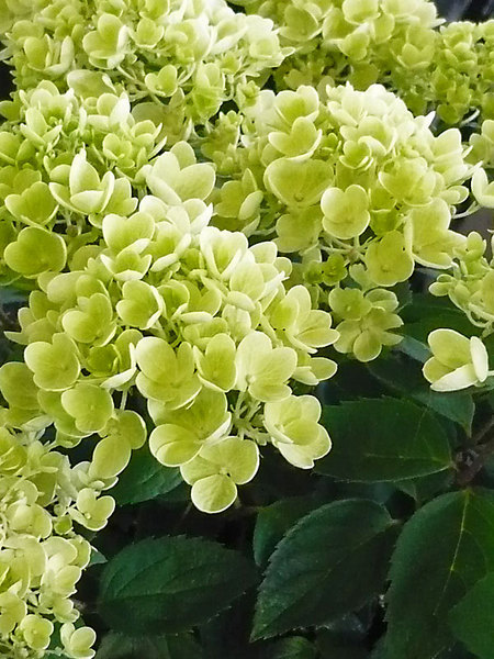 Product Viewer - Hydrangea Bombshell