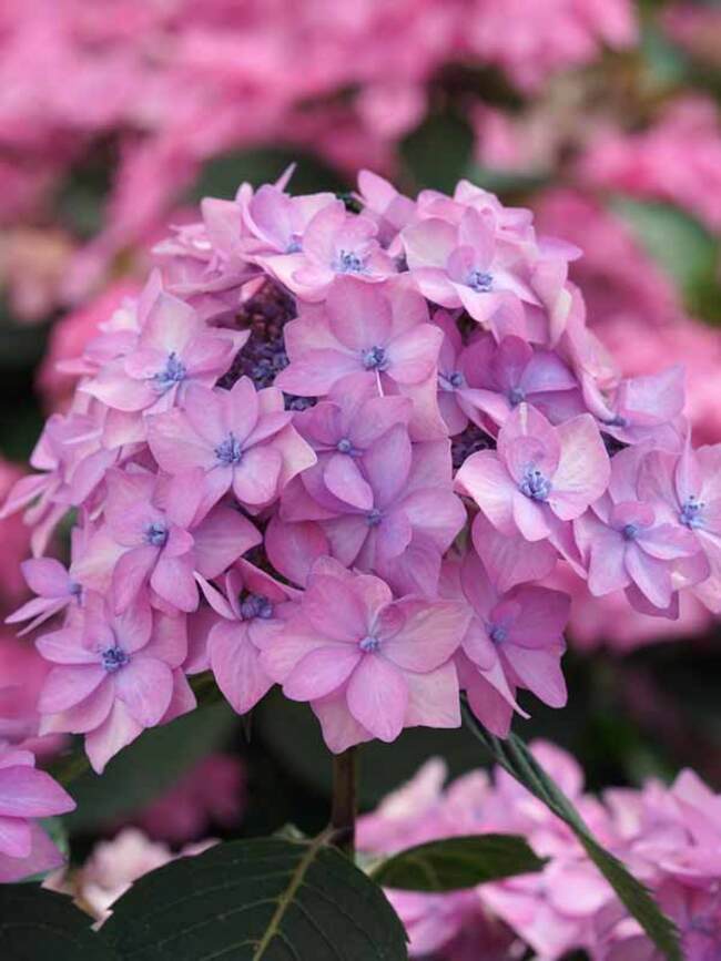 Hydrangea Let's Dance Can Do | Bluestone Perennials