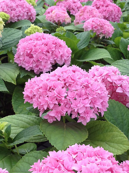 Product Viewer - Hydrangea Double Delights Perfection