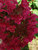 Hydrangea Fire-and-Ice