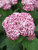 Hydrangea Incrediball Blush