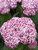 Hydrangea Incrediball Blush