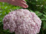 Hydrangea Incrediball Blush