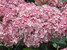 Hydrangea Incrediball Blush