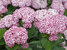 Hydrangea Incrediball Blush