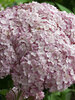 Hydrangea Incrediball Blush