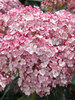 Hydrangea Incrediball Blush