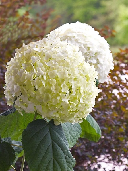 Product Viewer - HYDRANGEA INCREDIBALL*