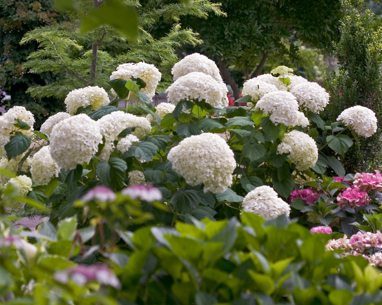 Product Viewer - HYDRANGEA INCREDIBALL*