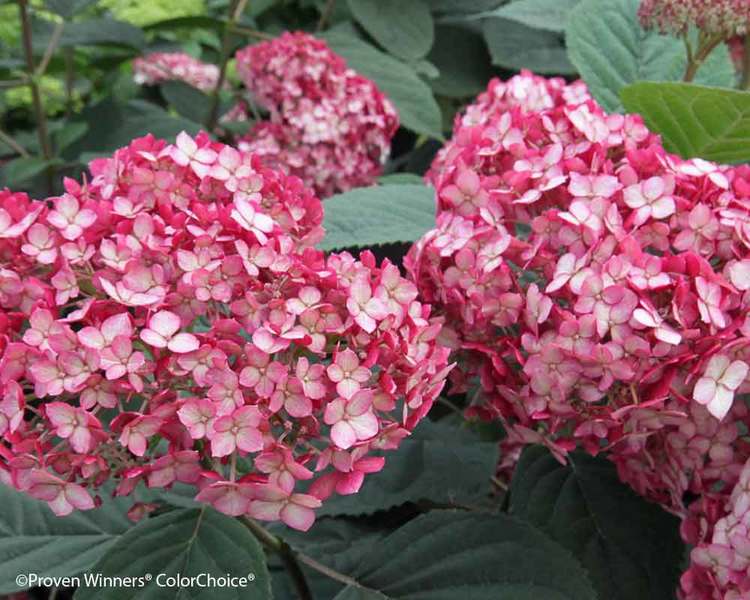 Product Viewer - Hydrangea Invincibelle® Ruby