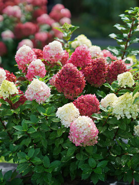 Hydrangea Querc. Gatsby Moon -- Bluestone Perennials