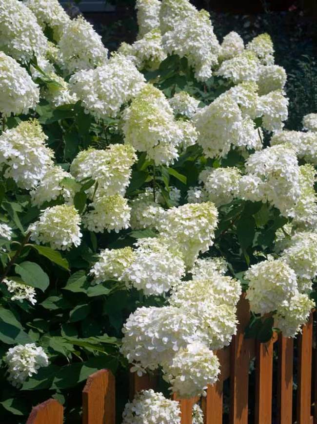 Hydrangea Limelight -- Bluestone Perennials