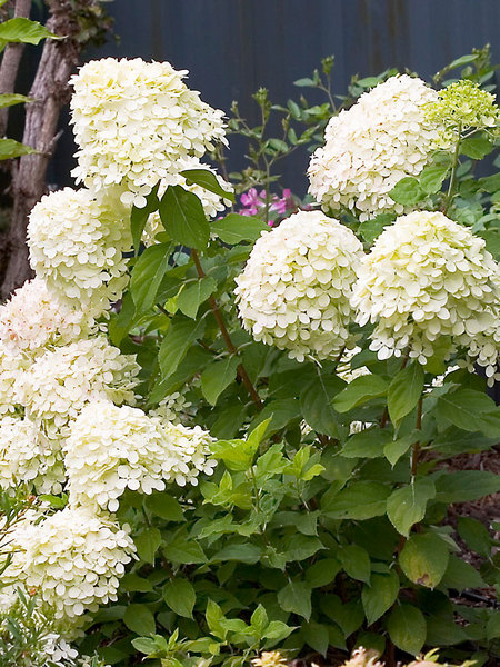 Product Viewer - Hydrangea Little Lime