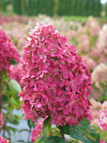 Hydrangea Limelight Prime | Bluestone Perennials