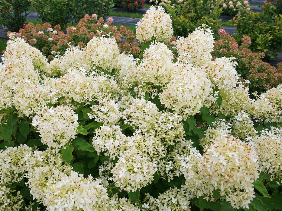 Hydrangea Puffer Fish | Bluestone Perennials