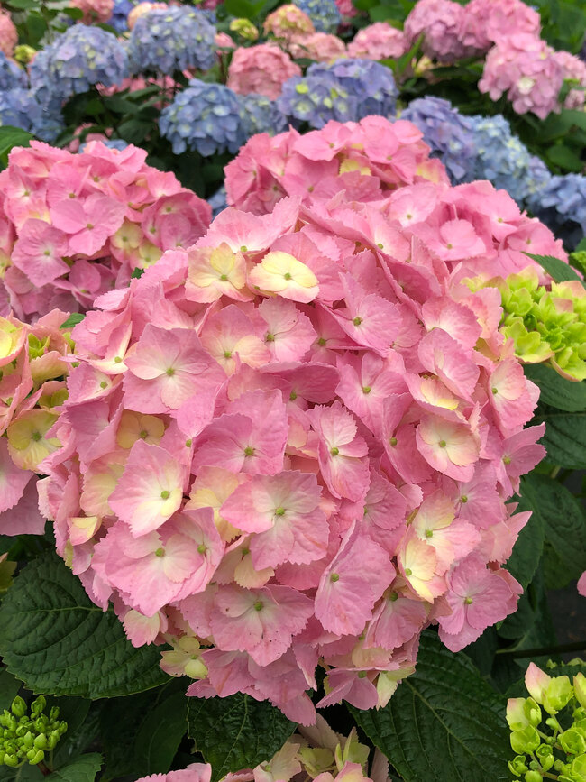 Hydrangea Let's Dance Sky View | Bluestone Perennials