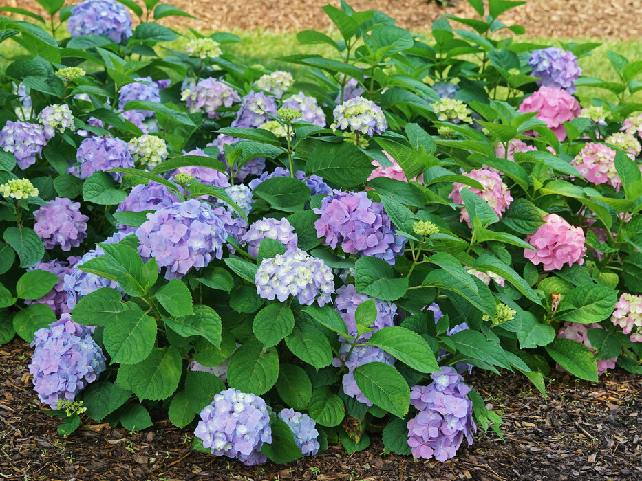 Hydrangea Let's Dance Sky View | Bluestone Perennials