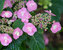 Hydrangea Tuff Stuff