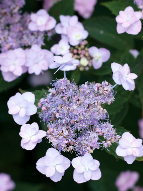 Hydrangea Tiny Tuff Stuff -- Bluestone Perennials