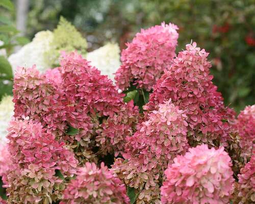 Hydrangea Zinfin Doll | Bluestone Perennials