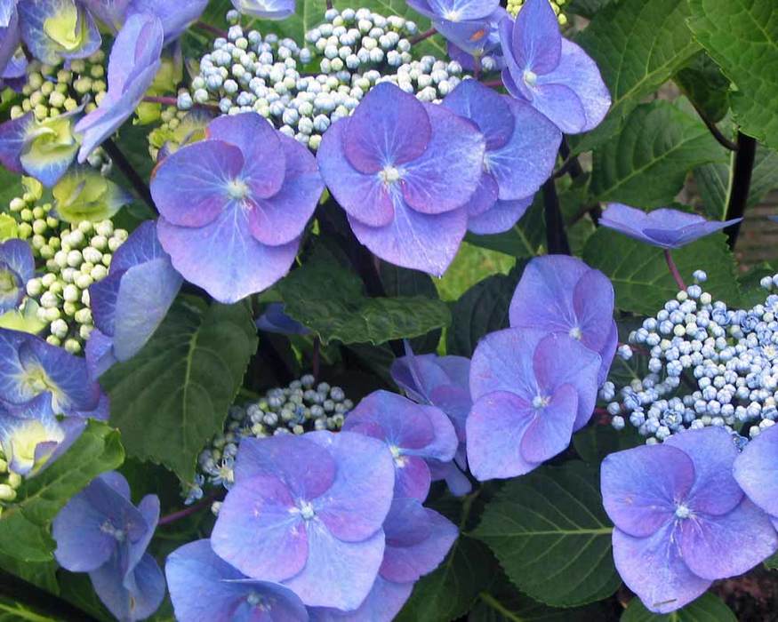 Hydrangea Zorro | Bluestone Perennials