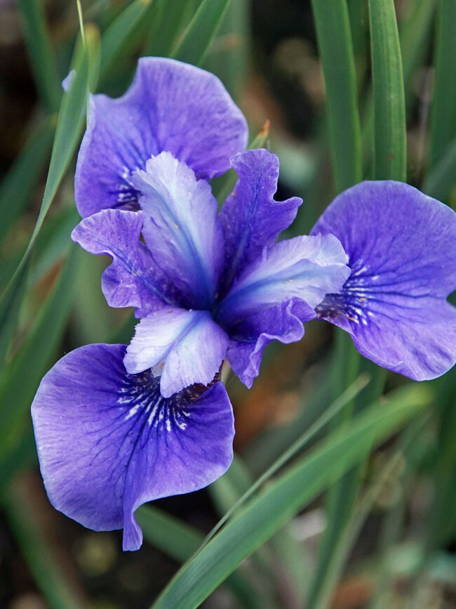 Iris Blue Moon | Bluestone Perennials