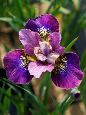 Iris Maize N Blue  Bluestone Perennials