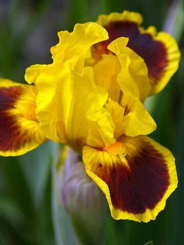 Iris Germanica Fireplace Embers | Bluestone Perennials