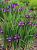 Iris Jewelled Crown