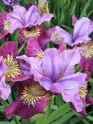 Iris Maize N Blue  Bluestone Perennials