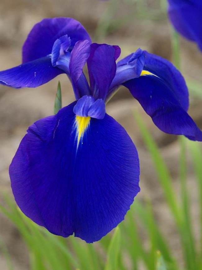 Iris Maize N Blue  Bluestone Perennials