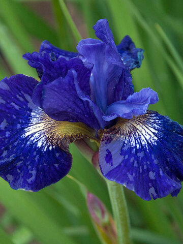 Iris Over In Gloryland