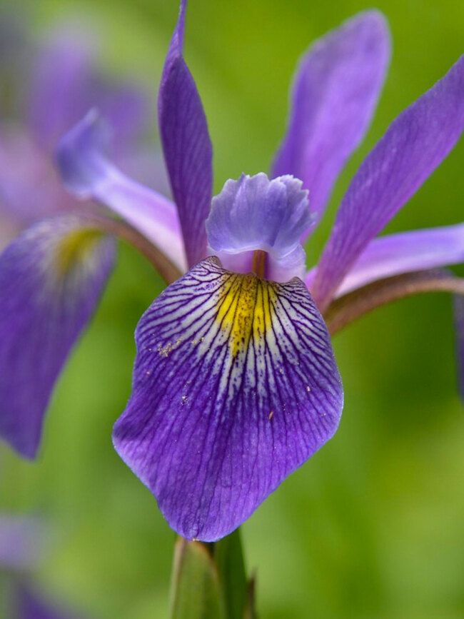 Iris Purple Flame