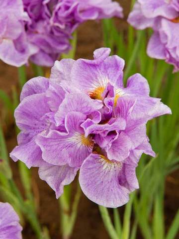 Iris Pink Parfait