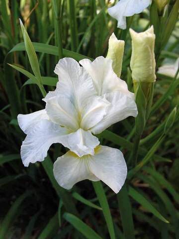 Iris Snow Queen | Bluestone Perennials