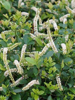 15 Beautiful White Flowering Shrubs - Birds and Blooms