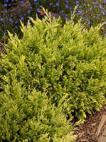 Juniperus Good Vibrations Gold | Bluestone Perennials