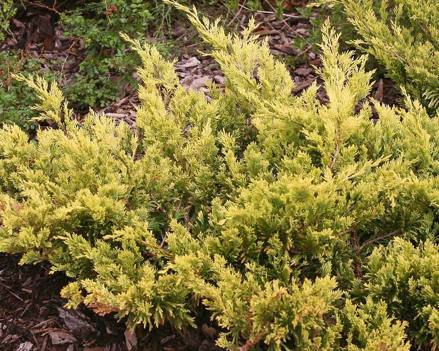 Juniperus Good Vibrations Gold | Bluestone Perennials