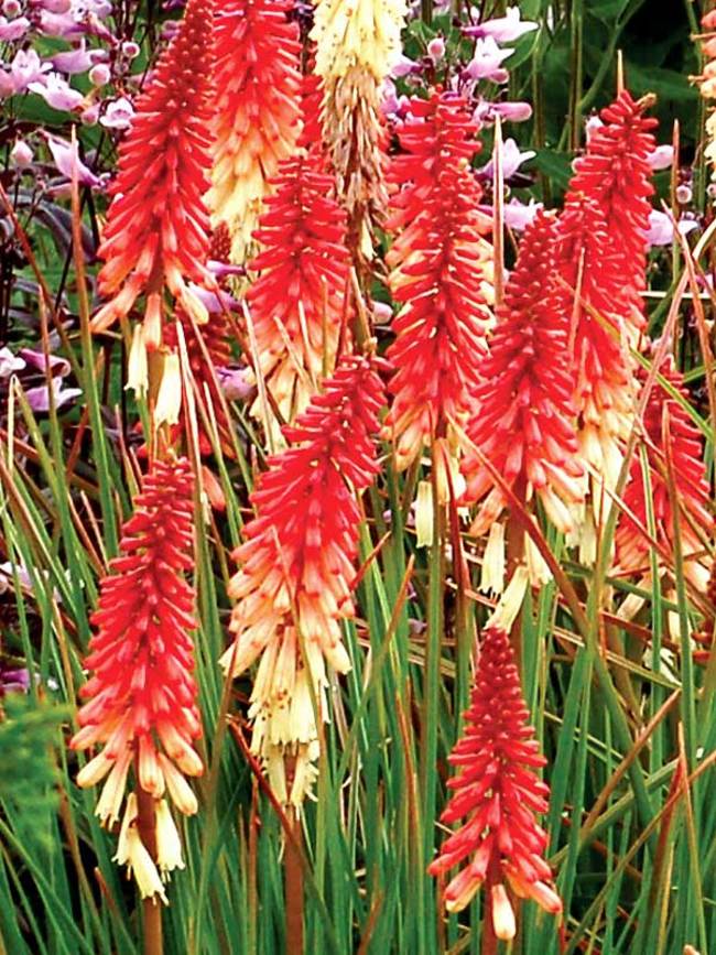 Kniphofia Orange Vanilla Popsicle | Bluestone Perennials