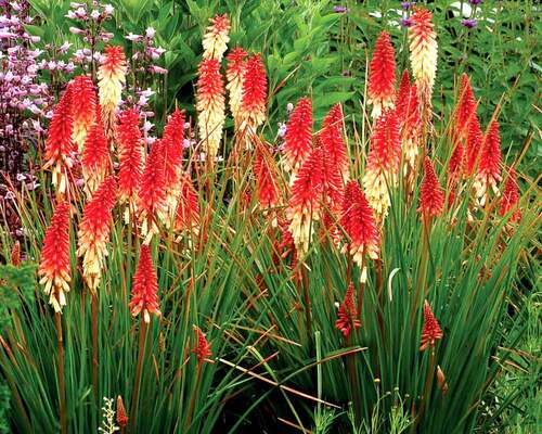 Kniphofia Orange Vanilla Popsicle | Bluestone Perennials