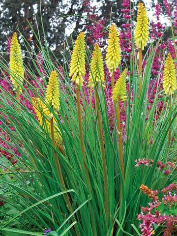 Kniphofia Pineapple Popsicle | Bluestone Perennials